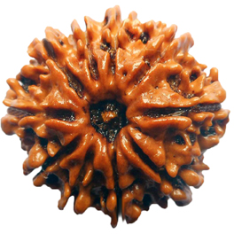 10 Mukhi Rudraksha