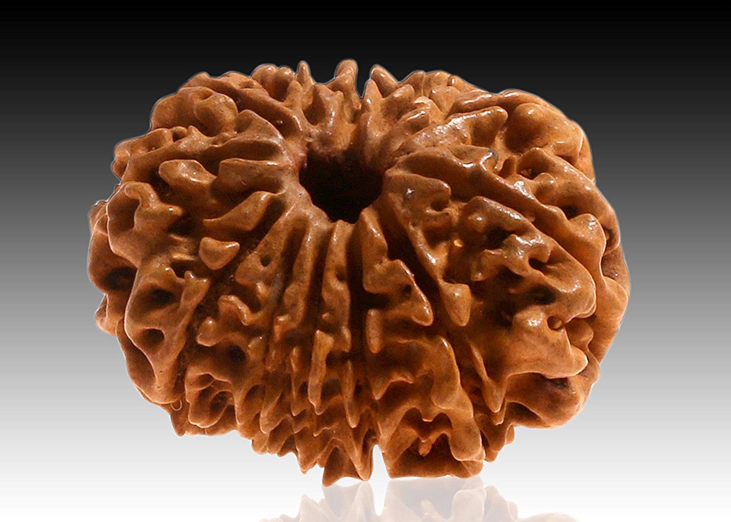 12 Mukhi Rudraksha