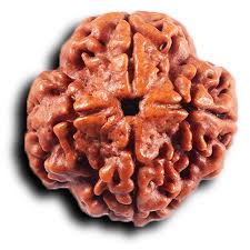 4 Mukhi Rudraksha