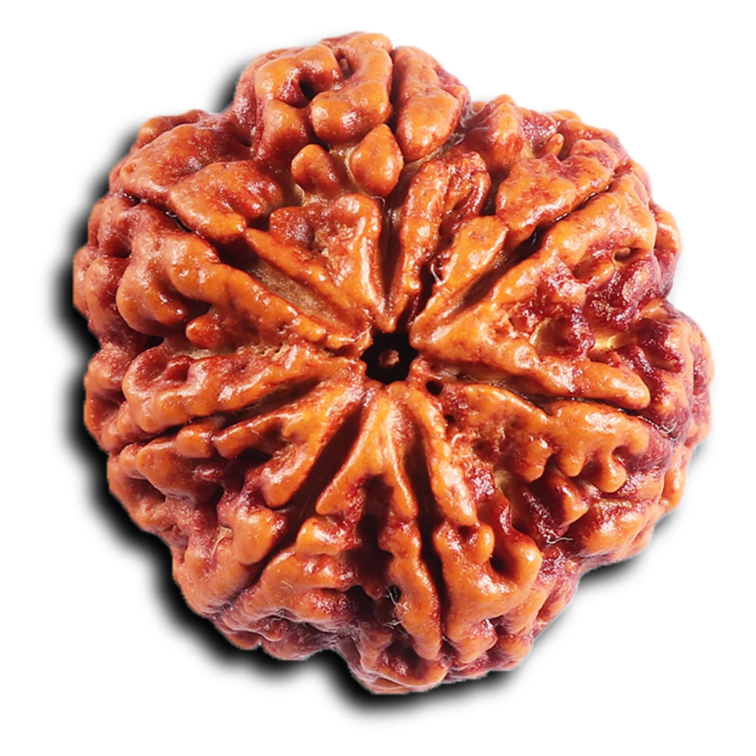 7 Mukhi Rudraksha